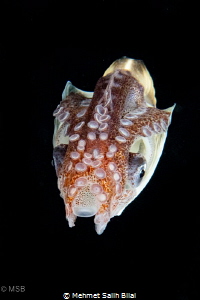 Female paper nautilus. by Mehmet Salih Bilal 